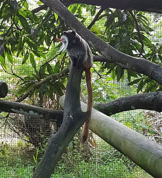 au Zoo de Cayenne - Tamarin à moustaches possède une sacrée langue